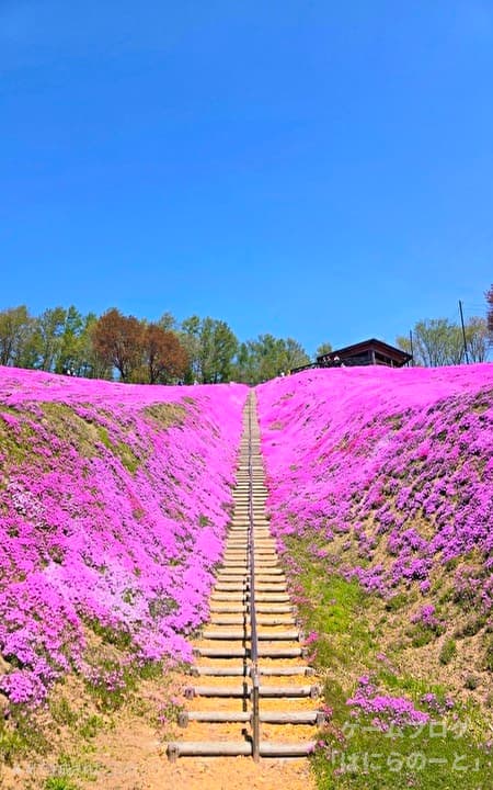 【ひがしもこと芝桜公園】その4