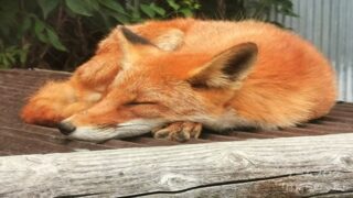 【北きつね牧場】可愛いキタキツネとタヌキを近くで見れる癒しスポット【北海道北見市】