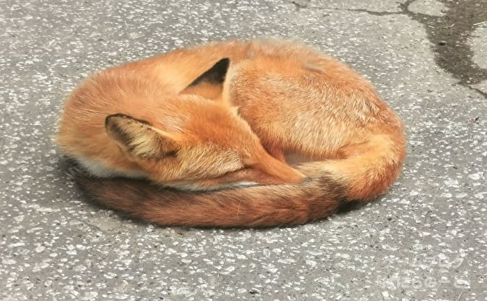 【北きつね牧場】キタキツネ その1