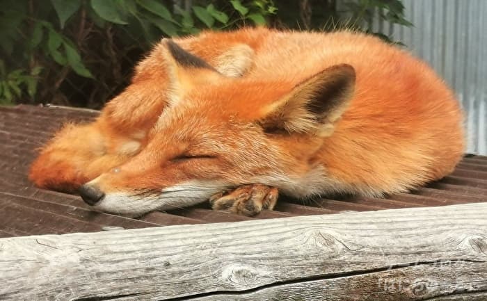【北きつね牧場】キタキツネ その3