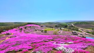 【ひがしもこと芝桜公園】一面ピンクの絶景！アニメの世界のような最高の映えスポット