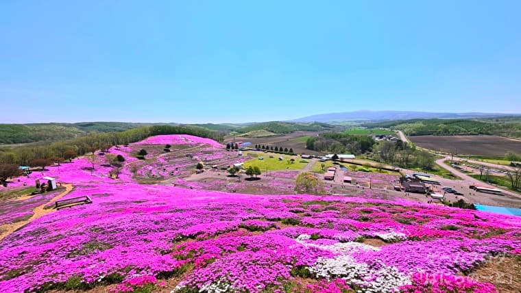 【ひがしもこと芝桜公園】一面ピンクの絶景！アニメの世界のような最高の映えスポット