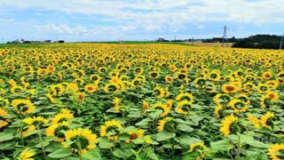 【女満別 朝日ヶ丘公園】一面に咲く美し過ぎるひまわり畑と360度に広がる北海道の絶景