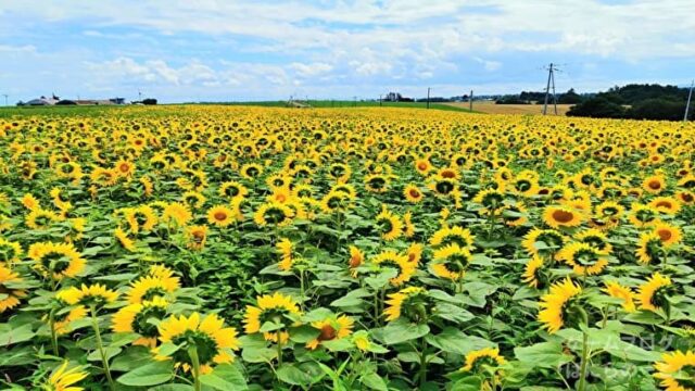 【女満別 朝日ヶ丘公園】一面に咲く美し過ぎるひまわり畑と360度に広がる北海道の絶景