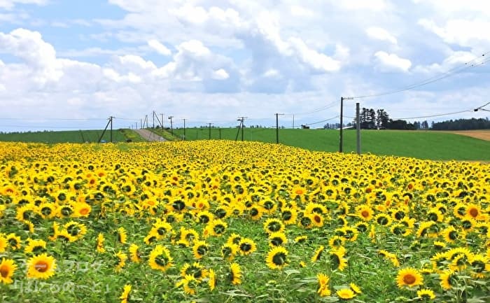 【大空町女満別 朝日ヶ丘公園】ひまわり畑 その1