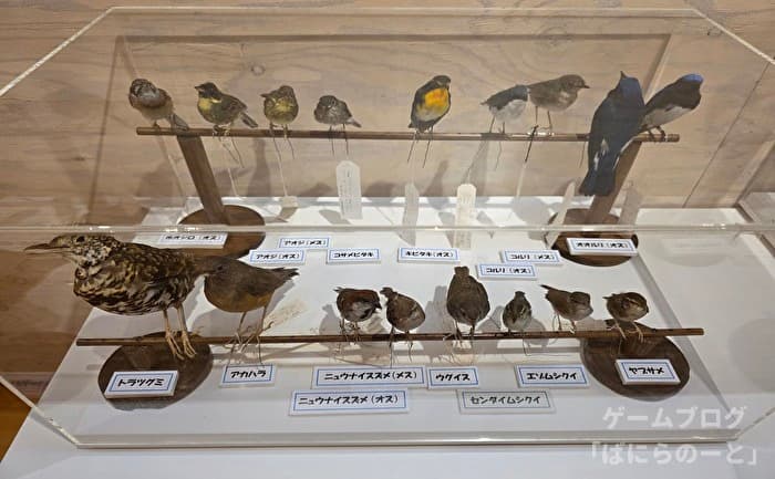 【ひがし大雪自然館】野鳥 その1