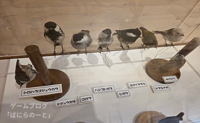 【ひがし大雪自然館】野鳥 その2