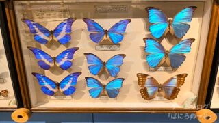 【ひがし大雪自然館】世界一キレイなチョウや野生動物が見れる！温泉街にあるオススメ観光スポット【北海道】